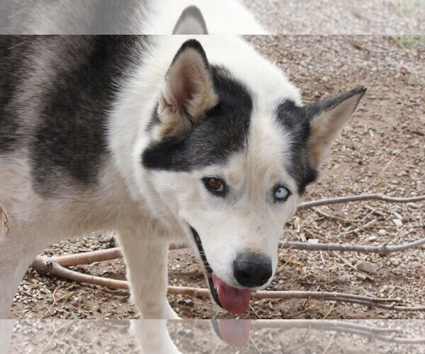 Medium Photo #7 Siberian Husky Puppy For Sale in Cedar Crest, NM, USA
