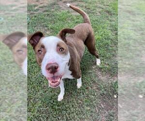 Mutt Dogs for adoption in Plano, TX, USA