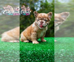 Small #1 French Bulldog