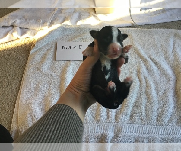 Medium Photo #10 Australian Shepherd Puppy For Sale in SAINT MATTHEWS, SC, USA