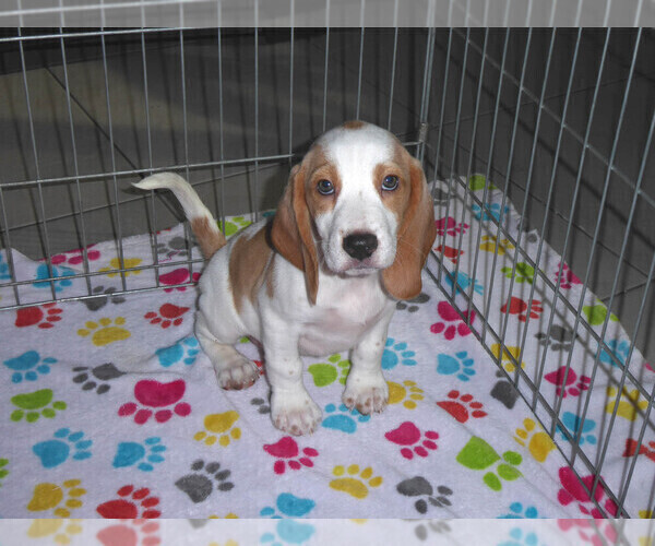 Medium Photo #8 Beagle Puppy For Sale in ORO VALLEY, AZ, USA