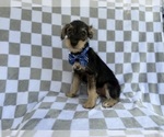 Small #7 Schnauzer (Miniature)