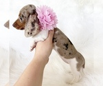 Small #9 Dachshund