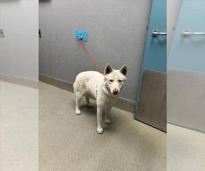 Siberian Husky-Unknown Mix Dogs for adoption in Las Vegas, NV, USA