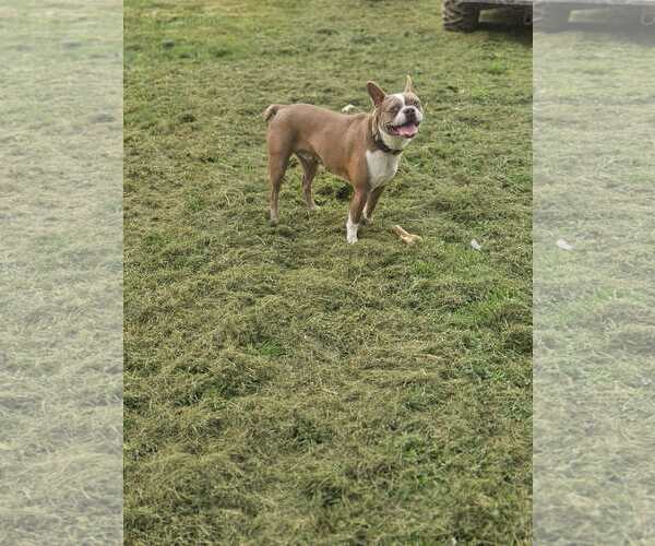 Medium Photo #3 Boston Terrier-Unknown Mix Puppy For Sale in Wakefield, RI, USA