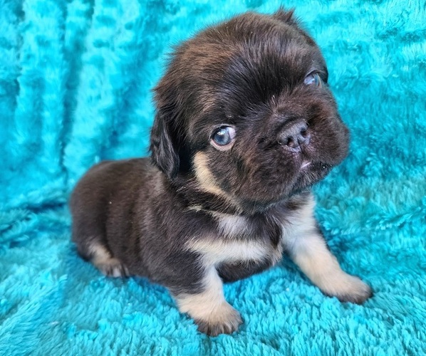 Medium Photo #16 French Bulldog Puppy For Sale in LAS VEGAS, NV, USA