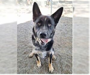 German Shepherd Dog Dogs for adoption in Woodland, CA, USA