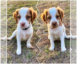 Brittany Puppy for sale in CENTRAHOMA, OK, USA