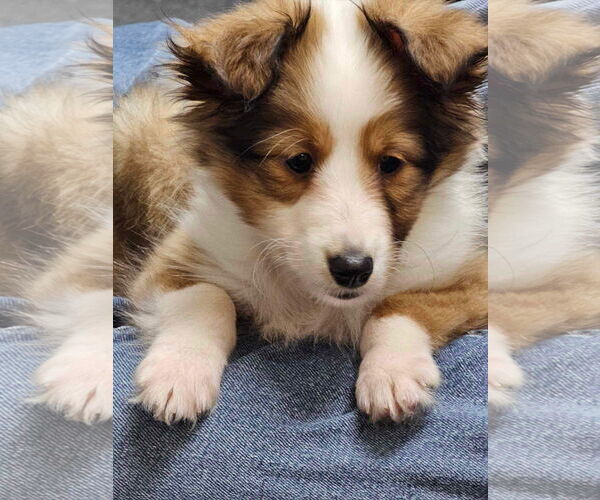 Medium Photo #8 Mutt Puppy For Sale in Columbus, OH, USA