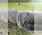 Small #5 French Bulldog