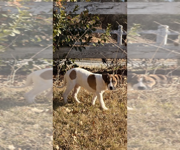 Medium Photo #23 America Bandogge Mastiff Puppy For Sale in SNELLVILLE, GA, USA