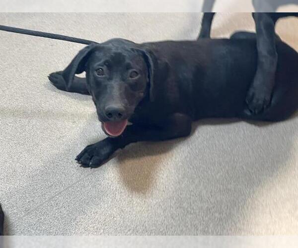 Medium Photo #1 Labrador Retriever-Unknown Mix Puppy For Sale in Pasadena, CA, USA