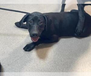 Labrador Retriever-Unknown Mix Dogs for adoption in Pasadena, CA, USA