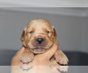 Medium Golden Retriever