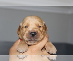Puppy Red Golden Retriever