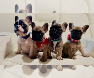 French Bulldog Puppy for sale in TAMPA, FL, USA