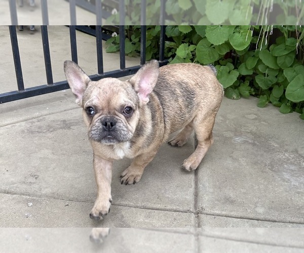 Medium Photo #1 French Bulldog Puppy For Sale in DISCOVERY BAY, CA, USA