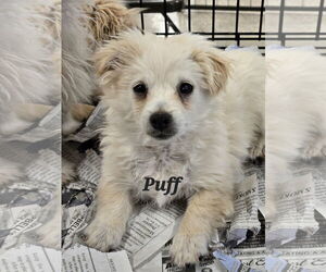 Maltipoo Dogs for adoption in Phelan, CA, USA