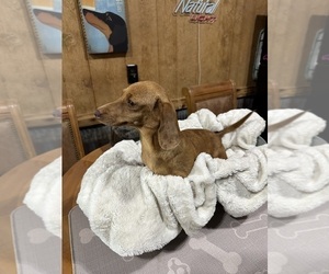Mother of the Dachshund puppies born on 04/11/2025