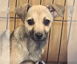 Small #5 Chihuahua