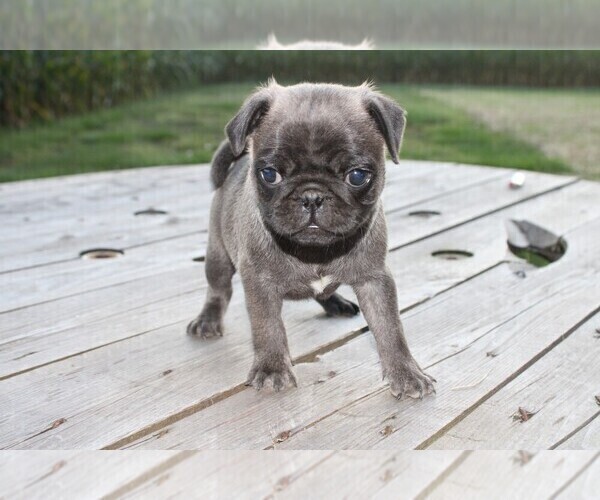 Medium Photo #1 Pug Puppy For Sale in BROOKVILLE, OH, USA