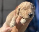 Small Photo #42 Goldendoodle Puppy For Sale in PHOENIX, AZ, USA