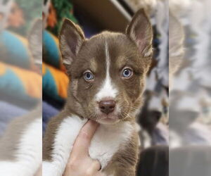 Siberian Husky-Unknown Mix Dogs for adoption in Matawan, NJ, USA