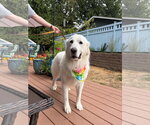 Small #6 Great Pyrenees
