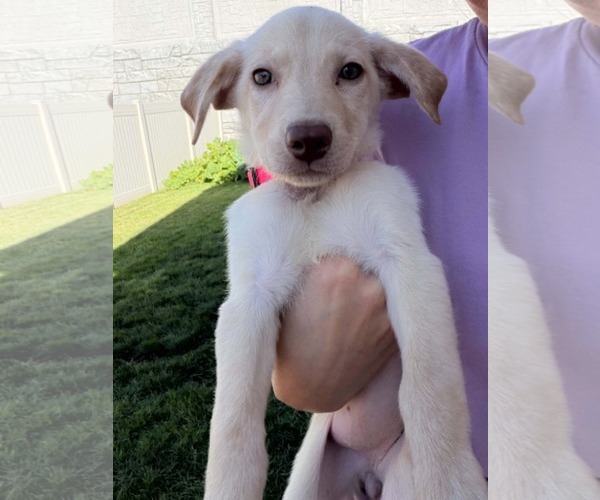 Medium Photo #3 Labrador Retriever-Unknown Mix Puppy For Sale in MIDWAY, UT, USA