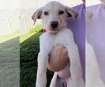 Small #2 Labrador Retriever Mix