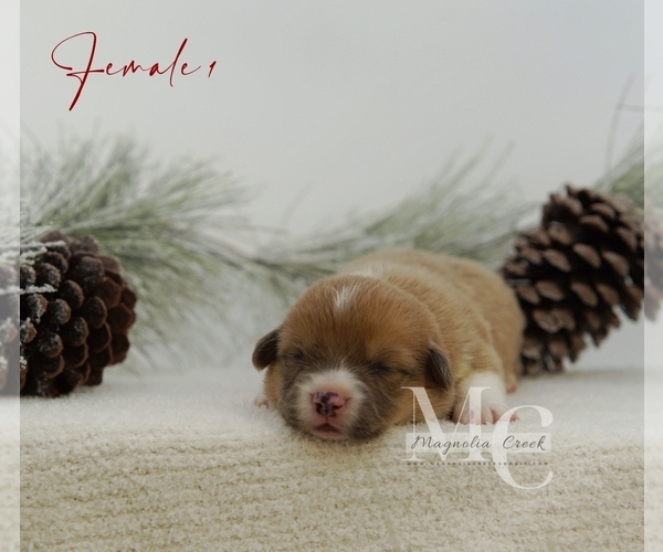 Medium Photo #17 Pembroke Welsh Corgi Puppy For Sale in FLORALA, AL, USA