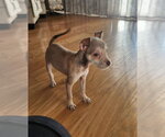 Small #2 Chihuahua Mix
