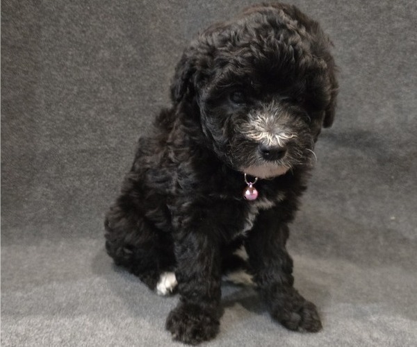Medium Photo #1 Whoodle (Miniature) Puppy For Sale in KATY, TX, USA