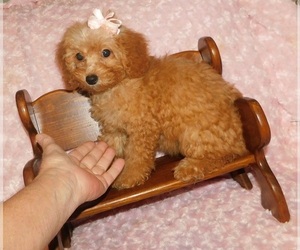 Poodle (Toy) Puppy for Sale in CENTERVIEW, Missouri USA