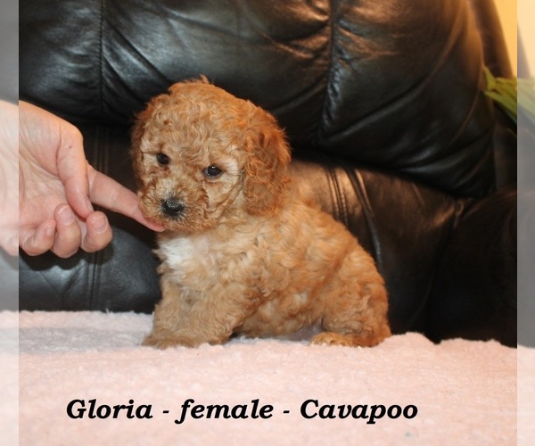 Medium Photo #4 Cavapoo (Miniature) Puppy For Sale in CLARKRANGE, TN, USA