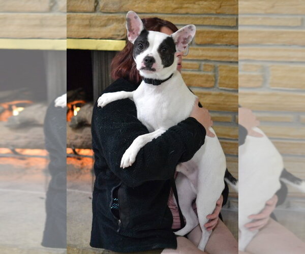 Medium Photo #1 Boston Terrier-Unknown Mix Puppy For Sale in Enfield, CT, USA