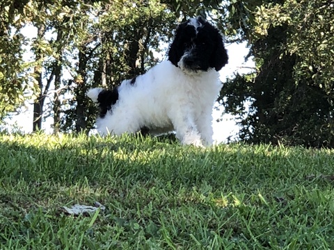 Medium Photo #13 Poodle (Standard) Puppy For Sale in AUGSBURG, IL, USA