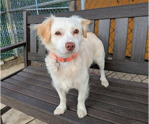 Chihuahua-Unknown Mix Dogs for adoption in Springfield, MA, USA