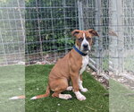 Small #2 Boxer Mix