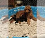 Small Photo #8 Bernedoodle Puppy For Sale in BAXLEY, GA, USA