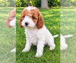 Small #4 Cavapoo (Miniature)