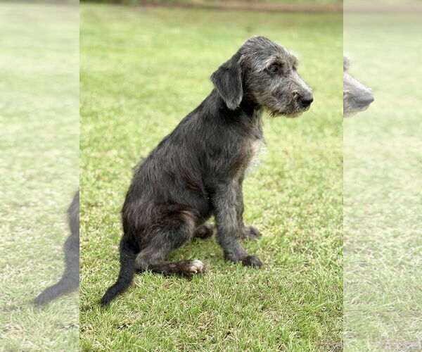 Medium Photo #3 Retriever -Unknown Mix Puppy For Sale in PIPE CREEK, TX, USA