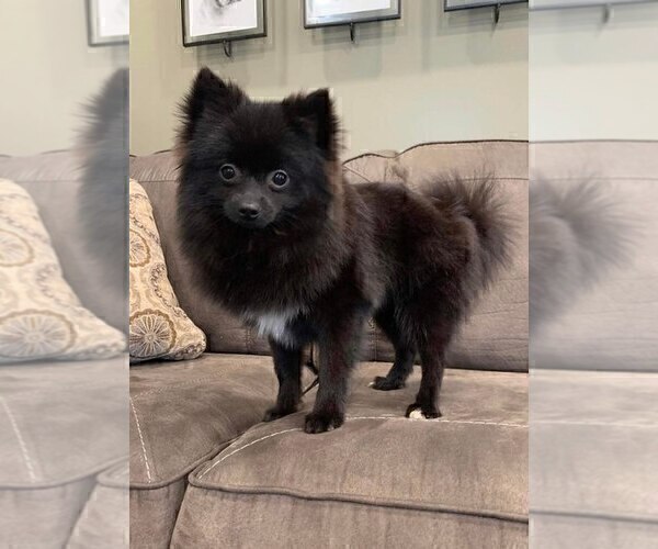 Medium Photo #13 Pomeranian Puppy For Sale in WARSAW, IN, USA
