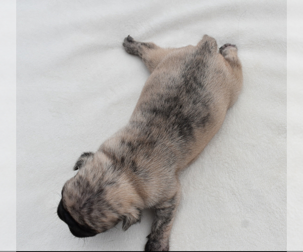 Medium Photo #10 Pug Puppy For Sale in PALM COAST, FL, USA