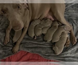 Mother of the Weimaraner puppies born on 03/03/2024