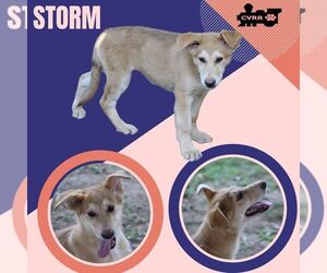 Retriever -Unknown Mix Dogs for adoption in Lindsay, CA, USA