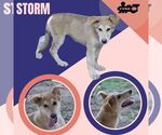 Small Retriever Mix