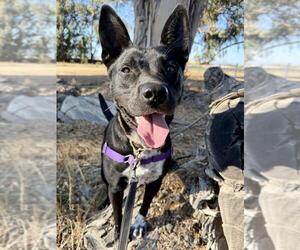 Borador Dogs for adoption in Santa Maria, CA, USA