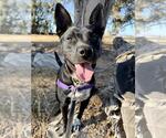 MASON - Male Borador Dog for Adoption - Small photo