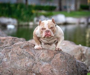 Mother of the American Bully puppies born on 12/30/2021